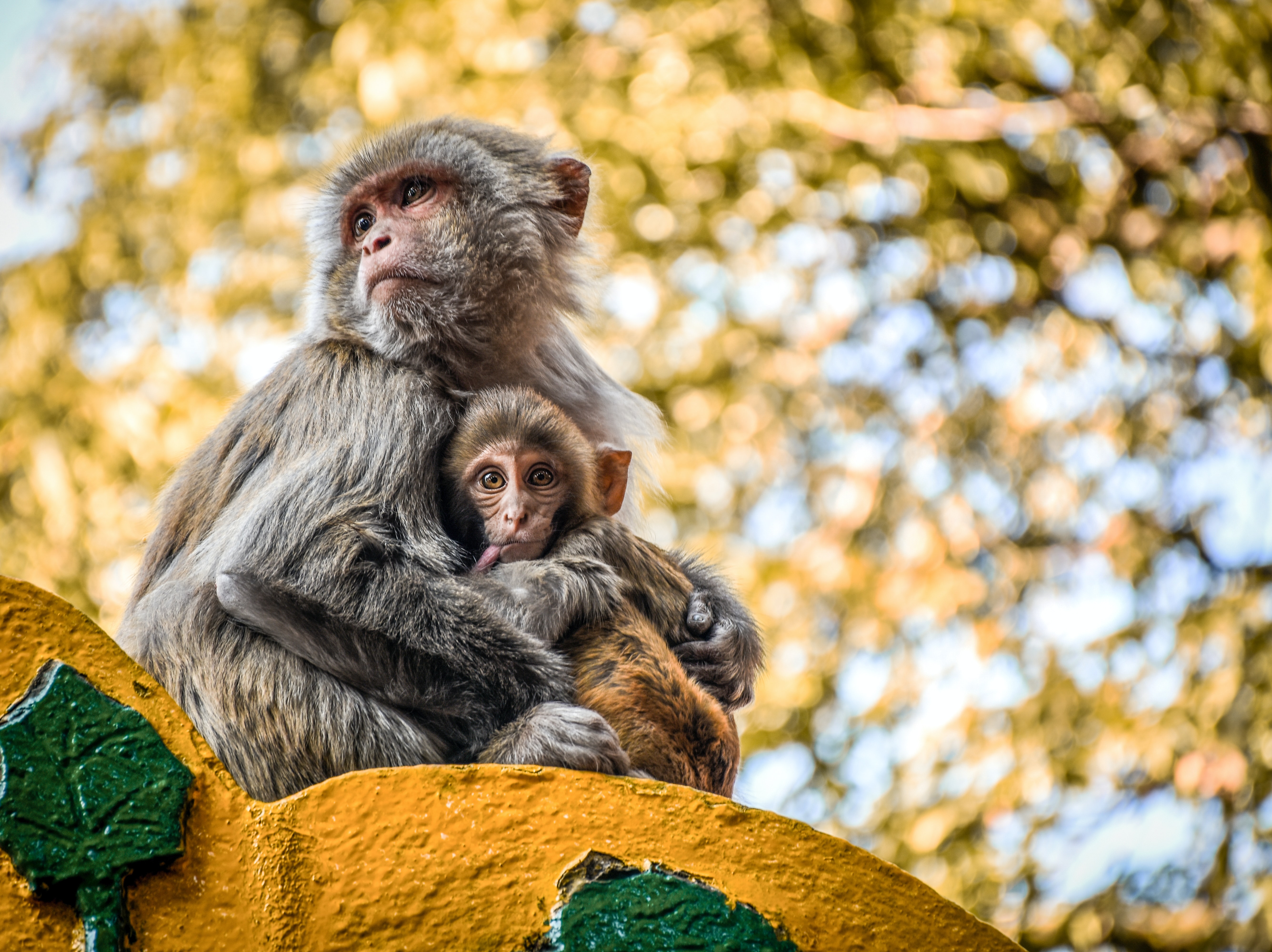 Darjeeling Mall Road
